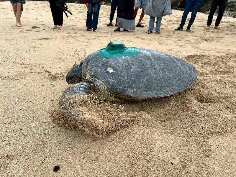 海保署近期發現一隻民國112年首度現蹤且標記過的母龜，2025年12月居然再度返回同沙灘產卵。初判全球暖化導致海溫上升，可能影響繁殖時序延長。（海保署提供）