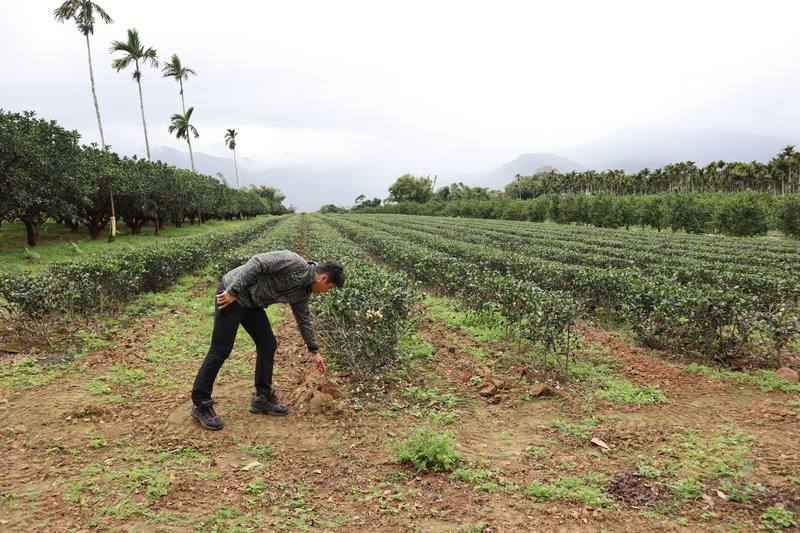 花蓮瑞穗鄉舞鶴地區以產茶馳名，尤以「蜜香紅茶」發源地最聞名，因不施農藥而讓小綠葉蟬吸吮茶芽產生天然蜜香，且大多友善栽種，包括烏龍、金萱等都受遊客喜愛。