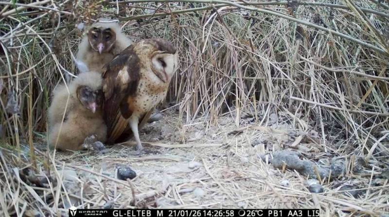 林業及自然保育署屏東分署委託國立屏東科技大學執行高屏地區草鴞保育工作，2025年底在屏南林邊溪發現草鴞築巢，是目前全台最南端草鴞繁殖觀測案例。（林業及自然保育署屏東分署提供）