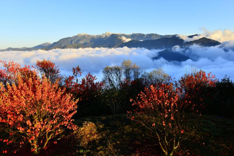 小笠原觀景平台-阿里山國家森林遊樂區(嘉義分署提供)