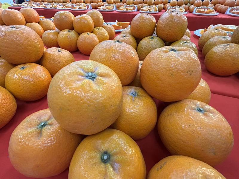 新竹縣政府3日說，竹縣柑桔種植面積達2128公頃、產量3萬577公噸，年產值可達新台幣13億元，有「柑桔的故鄉」美譽；其中，桶柑為竹縣最大宗的柑桔品種，年產值達7億元。中央社記者郭宣彣攝