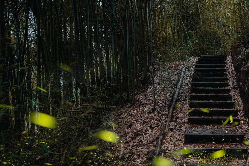 步道串聯周邊生態流螢及四季茶旅等文化產業，打造新興農村體驗。