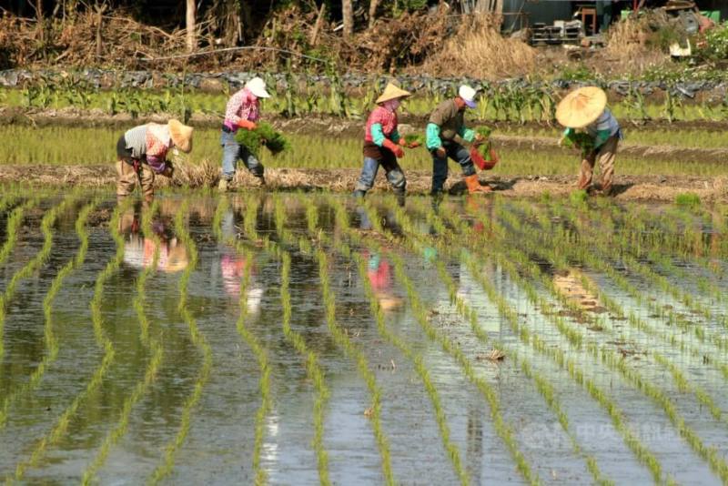 立春是每年第一個節氣，也是我國的農民節。圖為嘉義農民立春插秧。（中央社檔案照片）