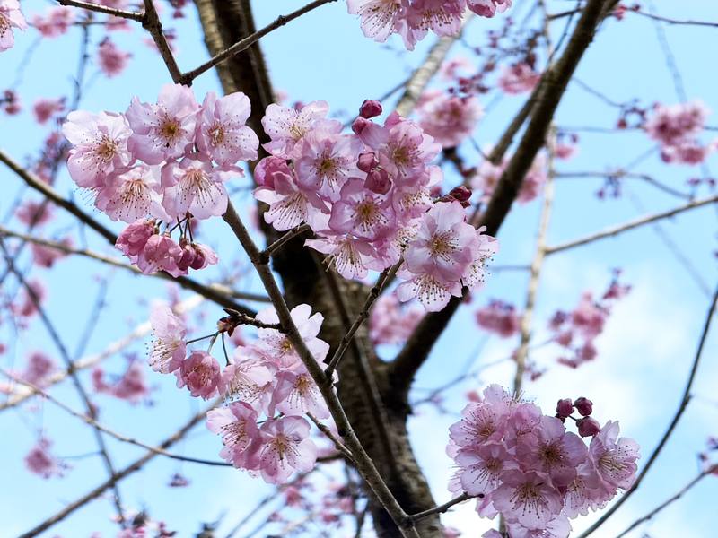 雲林縣草嶺、石壁種植逾2萬株櫻花遍布山城，包含紅粉佳人、寒櫻、八重櫻、富士櫻及垂櫻等超過20種櫻花陸續綻放，目前開花約1成，櫻花季將從2月17日持續到3月1日。