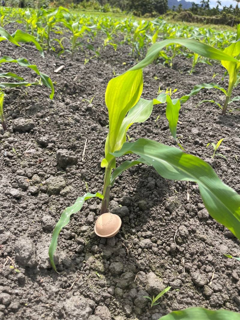 寄生蜂球施放於田區