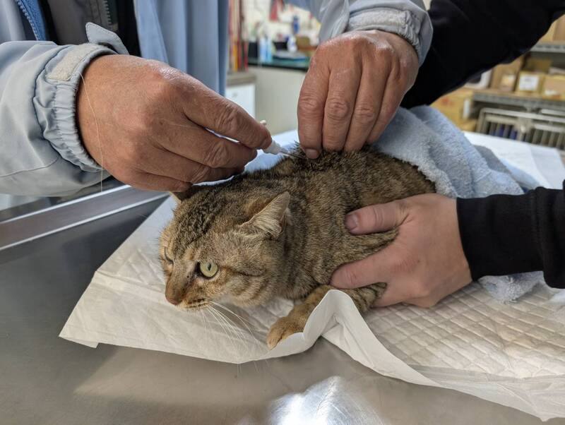 根據動物保護法與農業部公告，民國114年1月1日起飼主必須為家貓植入晶片辦理寵物登記。圖為金門民眾帶家貓至金門縣動植物防疫所施打晶片。中央社記者吳玟嶸攝