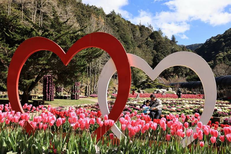 杉林溪森林生態渡假園區栽種逾12萬株鬱金香，目前進入盛開期，與葉牡丹相互襯托，營造異國風情。（杉林溪園區提供）