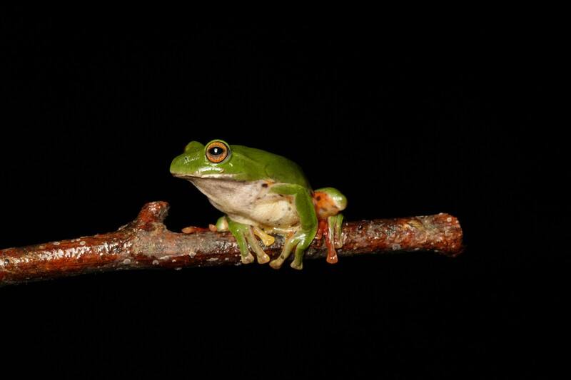 國際期刊「熱生物學雜誌」1月發布中興大學副教授莊銘豐團隊對台灣特有種莫氏樹蛙的研究，指出低海拔族群面臨更高全球氣候暖化風險。（研究報告第一作者游智宇提供）