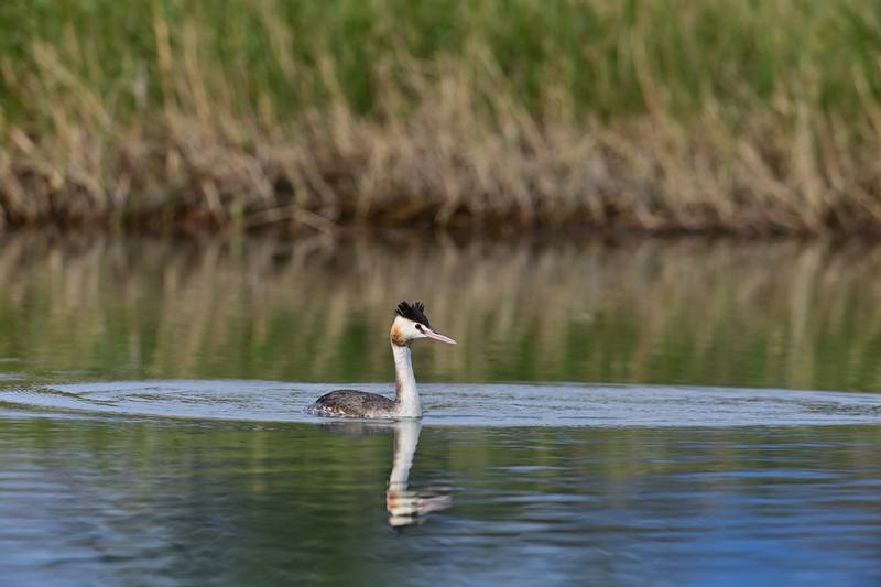 台東市卑南溪出海口近日發現一隻稀有過境水鳥冠鷿鷈停棲，台東縣政府呼籲民眾暫時避免於河口生態觀測池下水從事SUP、滑水等水域活動，以降低人為干擾。（台東縣政府提供）