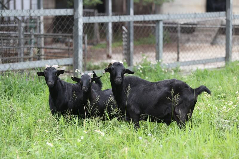 農業部畜產試驗所目前透過更科學化的設施，在山羊人工授精技術上可以更精準，較傳統人工授精方式提升約6個百分點，有效降低精液用量，也減少人力成本。（畜試所提供）