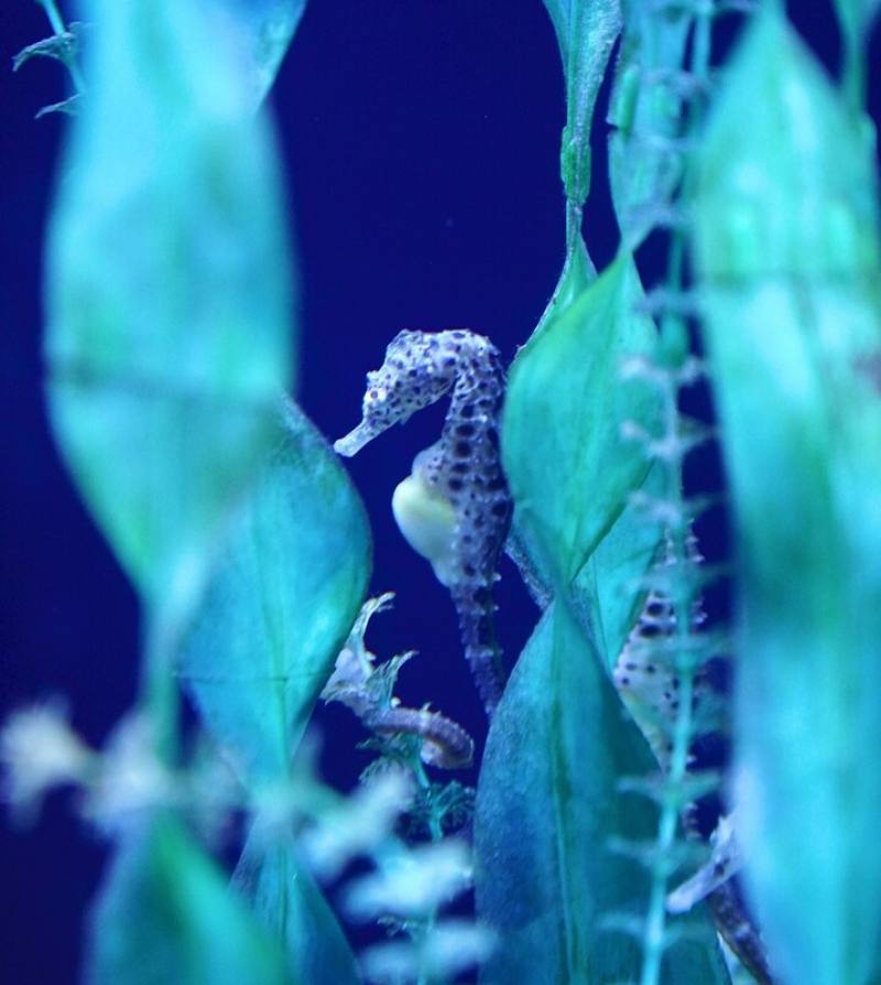 澎湖水族館4日表示，農曆新年將至，由於民國115年是農曆馬年，水族館特別推出應景「海馬迎新春」活動，讓活潑可愛悠游的海馬迎接來自各地的遊客。（澎湖水族館提供）