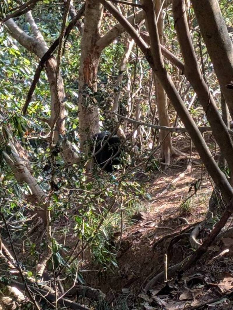 農業部林業及自然保育署新竹分署6日表示，雪見司馬限林道19.5公里下邊坡處，4日發現1隻台灣黑熊受困陷阱，立即啟動跨機關救援。（林保署新竹分署提供）