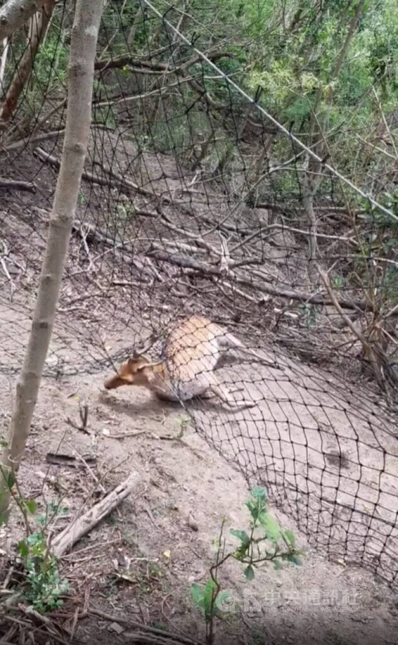 一名自稱墾丁社頂居民的網友，在臉書（Facebook）粉專「爆料公社」分享影片，呈現梅花鹿因鹿角卡在尼龍圍網上，奮力掙扎仍無法脫困。（取自爆料公社）