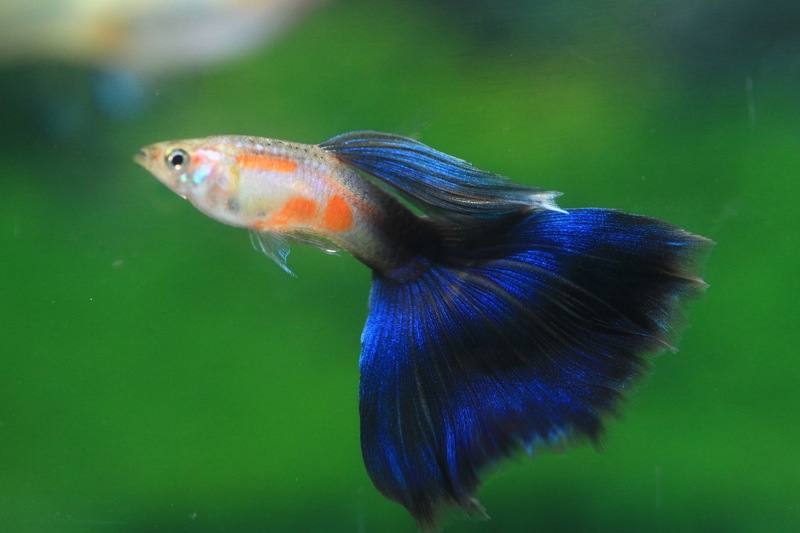 台灣水族業觀賞魚出口產值穩定增長，新北市動保處每半年定期監測外銷養殖魚相關疾病，若未檢出特定病原，業者就可於期限內直接外銷，降低營運負擔，讓台灣觀賞魚持續在國際市場發光發熱。圖為美國全紅孔雀魚。（呂安仕先生提供）