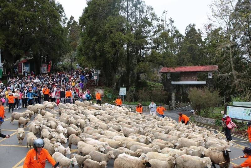 合歡山、清境農場等景區春節連假期間將湧入遊客，交通部公路局9日建議，單日旅遊者上午提早抵達景區、住宿者下午進入，分流以避開車潮。圖為清境農場特別活動。（清境農場提供）