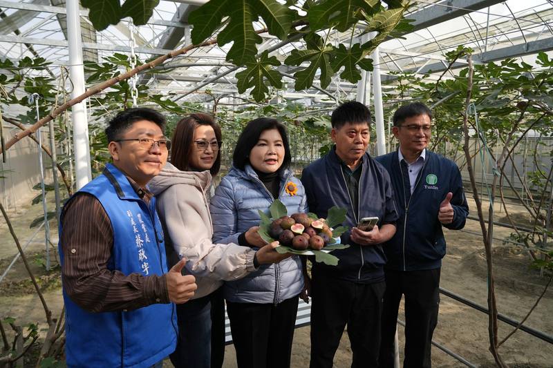 雲林縣斗六市和興無花果園透過智慧科技掌握果園環境、控制天窗與灌溉系統，大幅降低勞力負擔，也有效避免風災雨災造成的損失，縣長張麗善（中）9日前往果園了解智慧農業設施應用成果