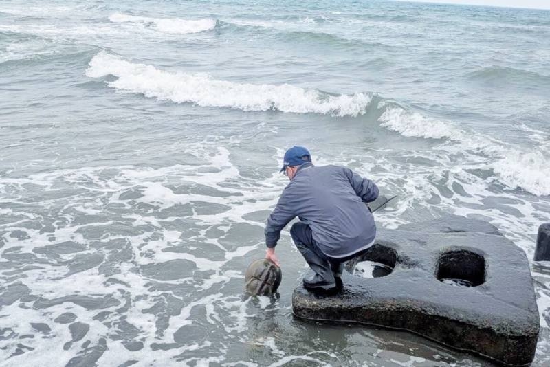 Xpark水族館日前在國立中山大學教授張懿團隊帶領下，於Xpark針對2025年底由海保署巡查員在市場所購置的3隻三棘鱟進行標記作業，並成功於原棲息海域野放。（Xpark水族館提供）