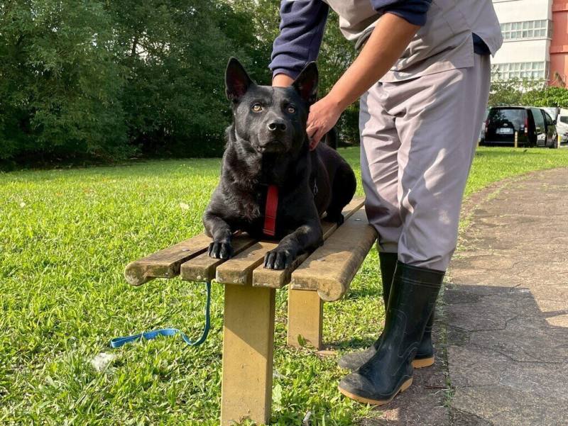 黑犬「來福」的原飼主因突發病危而無法繼續飼養，緊急安置在台北市動物之家。北市動保處9日表示，來福個性穩定溫和，與照護員互動良好，是隻貼心毛小孩，希望新的一年能幫牠找到新的認養家庭。（台北市動保處提供）