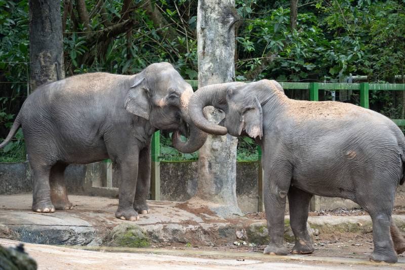為提升動物福祉，台北市立動物園的亞洲熱帶雨林區即將迎來局部更新，預計2026年上半年替亞洲象「友信」、「友愷」搬家。（台北市立動物園提供）