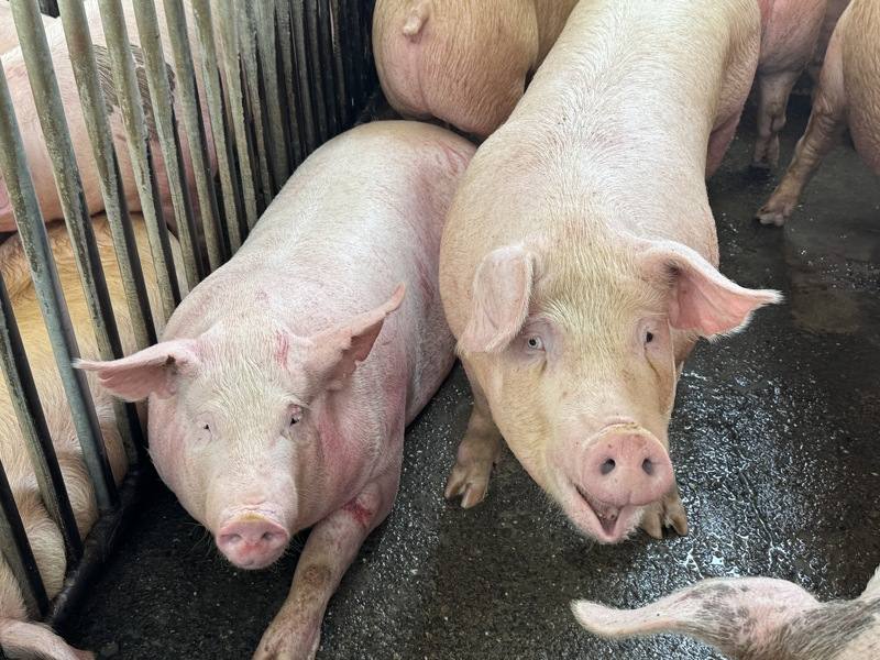 雲林肉品市場總經理黃加安表示，115年1月底至今，毛豬拍賣頭數每天約2500至2900頭，11日有3100頭，拍賣均價約每公斤新台幣85至90元，與114年同期相比價格已趨於回穩，市場交易秩序良好，足以因應年節消費需求。