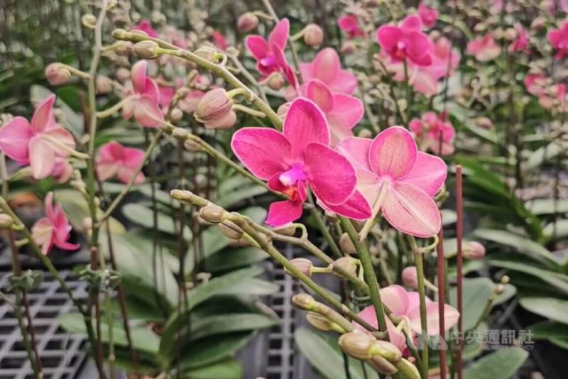 台美正式完成「對等貿易協定（ART）」簽署，台灣蘭花產銷發展協會表示，這是對台灣蘭花產業一大利多。（中央社檔案照片）