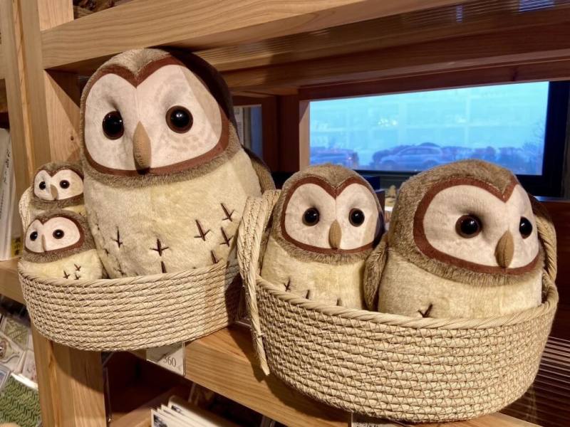 農業部林業及自然保育署宜蘭分署近年於太平山國家森林遊樂區，推出在地限定的灰林鴞絨毛娃娃布偶家族，有大中小3種尺寸，廣受遊客歡迎。（宜蘭分署提供）