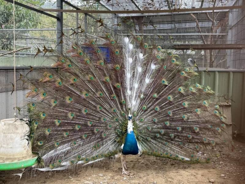 民間繁殖達人范進軒歷時8年自然繁殖培育出「青花瓷孔雀」，羽色層次豐富，宛如青花瓷器般的潑墨與紋理，孔雀開屏時各角度呈現不同視覺效果、顏色變化，相當吸睛。（范進軒提供）