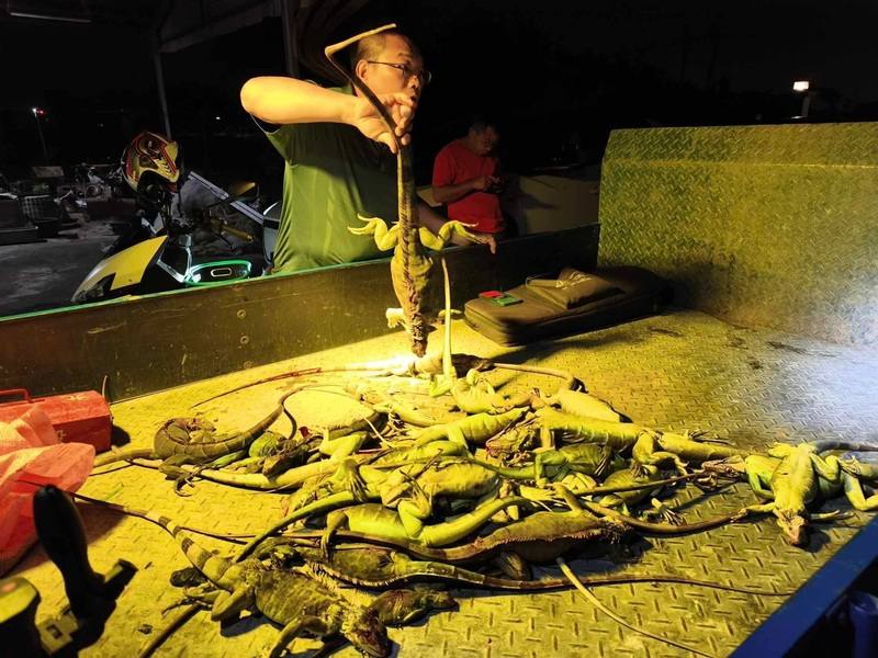 屏東縣去年綠鬣蜥移除量逾13萬隻，學者認為應先掌握擴散狀況及野外族群量調查，並擬定移除目標及控制目的，策略移除才可能見成效。（屏東縣議員洪宗麒提供）