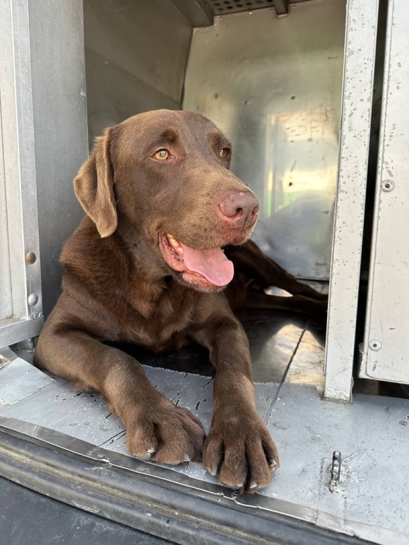 緝毒犬Rafa已經滿7歲了。（財政部關務署提供）