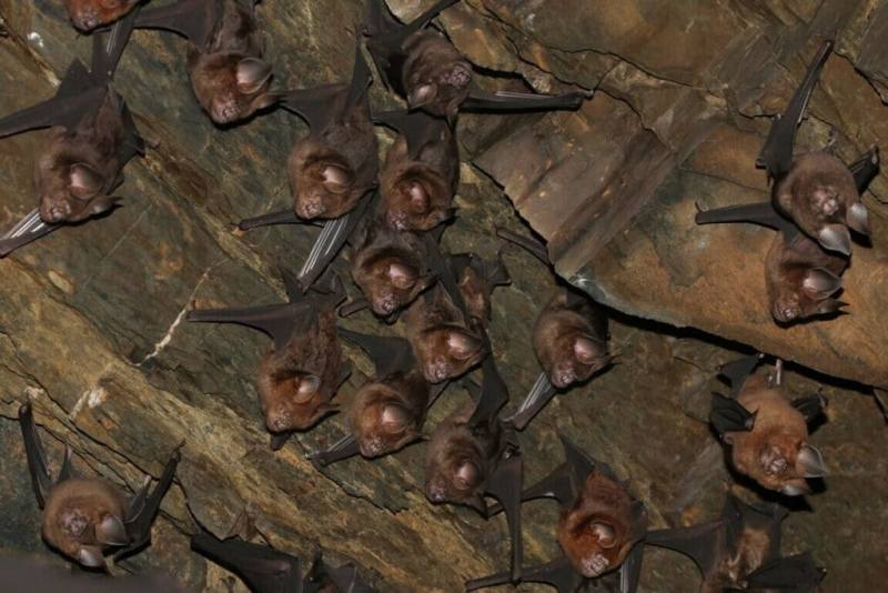 壽山國家自然公園的洞穴與森林環境，是蝙蝠等夜行性動物重要棲地。（國家自然公園管理處提供）