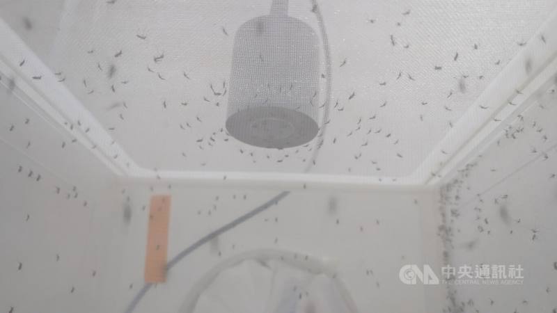 衛福部疾管署「病媒實驗室」隨時養著上萬隻病媒蚊，這群小住客在網箱中受到定溫定濕的精細照護，為防疫提供科學依據