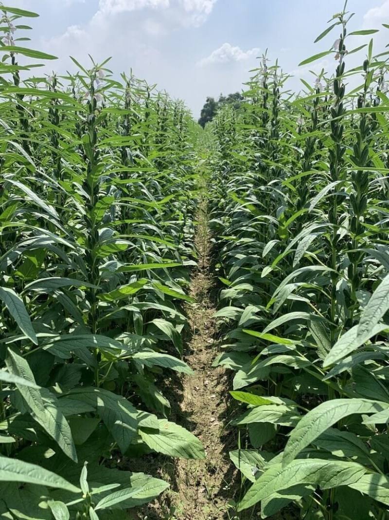 The "Tainan No. 2" sesame variety is seen cultivated at a farm in southern Taiwan. Photo courtesy of the Tainan agricultural research station