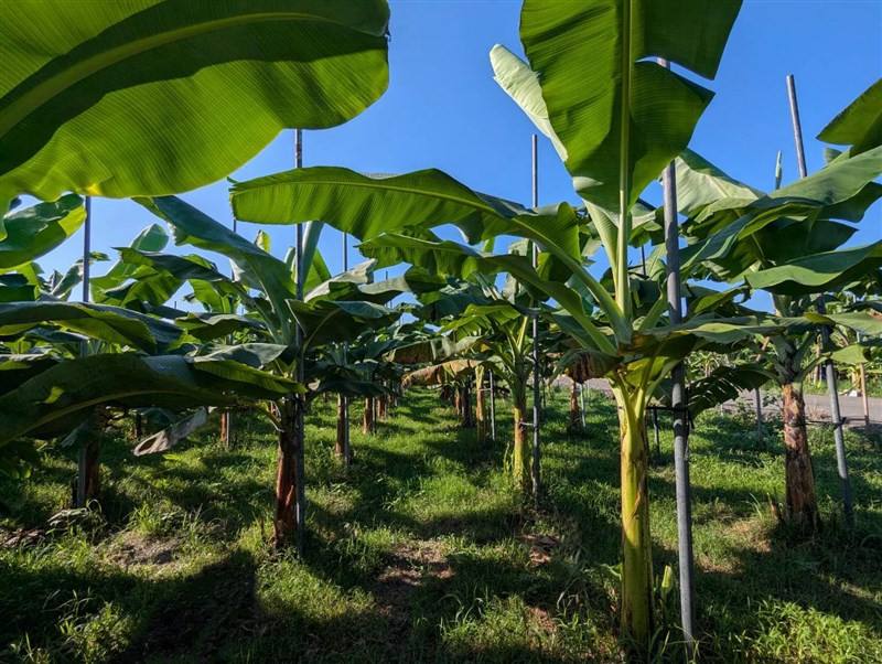 Photo taken from the Taiwan Banana Research Institute's Facebook