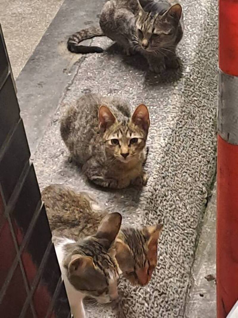 有人說貓咪只有一天記憶，第1天餵食過貓的人，第2天手中沒食物，貓就忘了他。獸醫師表示，這是錯覺，貓有長期記憶，只是貓首先注意的是餵食者手中的食物，並非餵食者。中央社記者潘智義攝