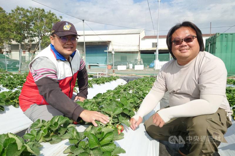 台南市歸仁區以往幾乎沒有草莓產業，近年多名青農投入栽種，其中青農張清文（右）打造友善栽培果園