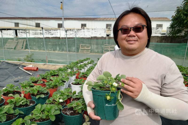 台南市歸仁區近年出現多家草莓農場，成為新興草莓產業群聚處，首批投入的青農張清文（圖）原本是學電機電子，因喜愛戶外活動決定轉行務農