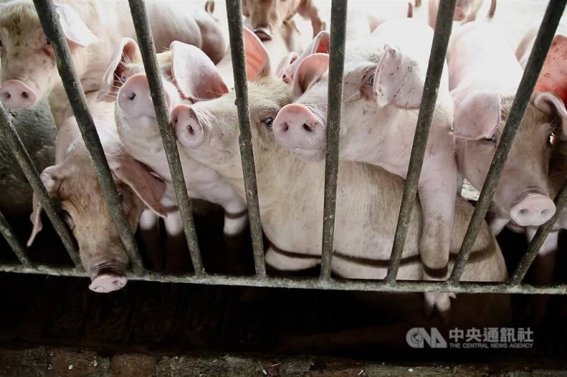 圖為高雄市一處養豬場豬隻。（中央社檔案照片）