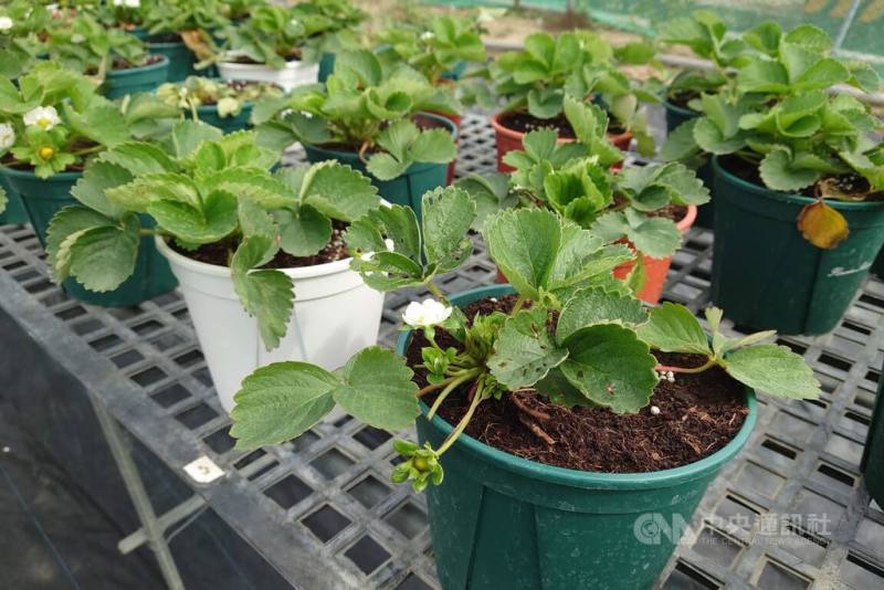 歸仁區農會115年首次舉辦草莓季活動，參與農民除了開放採果以及鮮果零售，也販售草莓苗及盆栽，讓民眾在家自己嘗試栽種