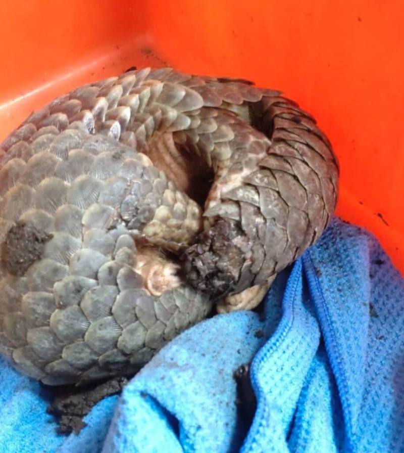 桃園市野鳥學會成立非營利野生動物診所，每年協助2000餘件不只鳥類的野生動物救傷，圖為遭狗咬傷的穿山甲。（桃園市野鳥學會附設非營利野生動物診所提供）