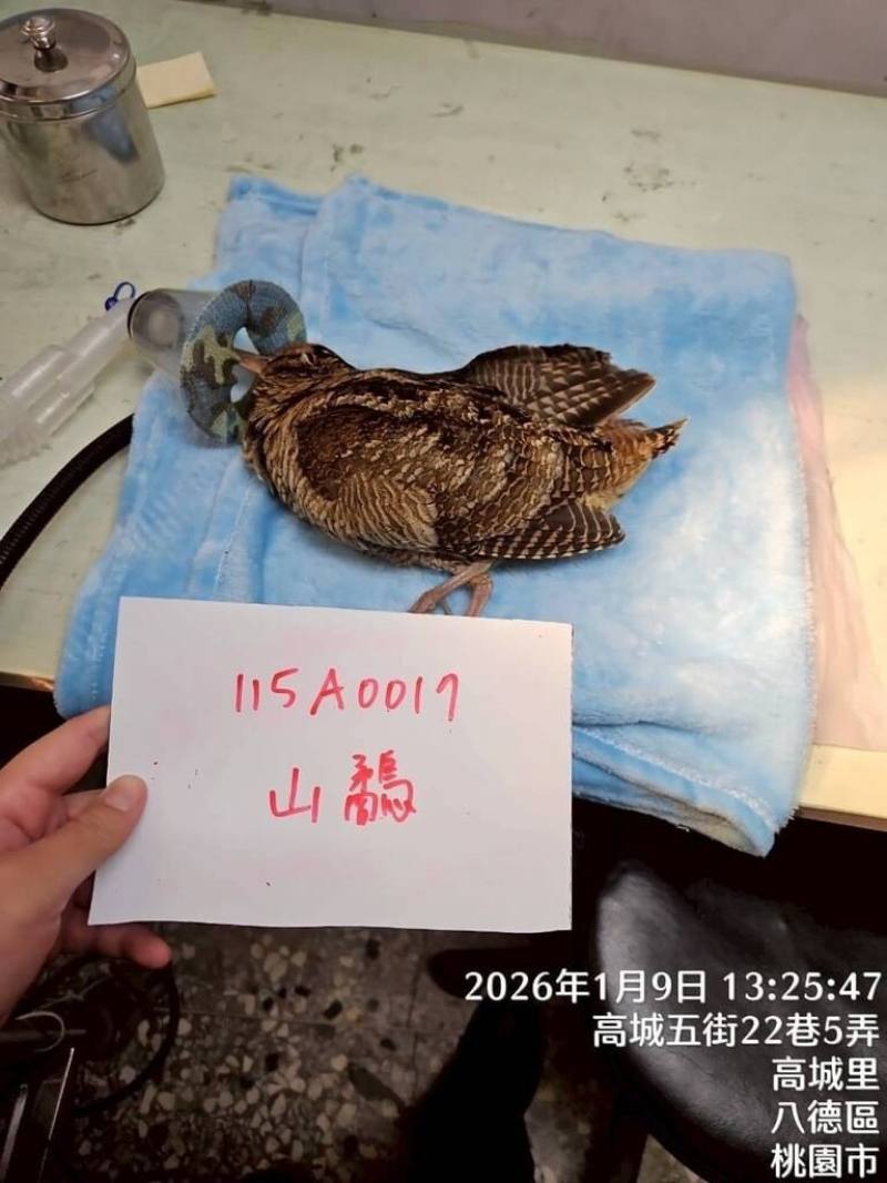 桃園市野鳥學會成立非營利野生動物診所，處理不只鳥類的野生動物救傷，圖為因翅膀受傷無法飛行、獲救的山鷸，經診所醫師診療照護，目前已康復。（桃園市野鳥學會附設非營利野生動物診所提供）