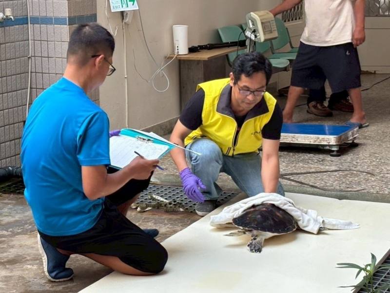 澎湖縣望安國中實際走訪望安綠蠵龜保育中心，中心人員進行海龜檢查