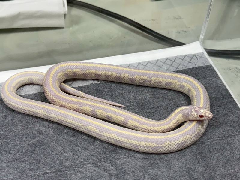 民眾飼養非犬貓特殊寵物數量逐年上升，除了常見的鸚鵡、鼠兔，兩棲類也大幅增加，包括盾甲蜥、烏龜、王蛇、玉米蛇、球蟒等，桃園市政府動物保護處透過舉辦特寵認養活動替特寵找家。（桃園市動保處提供）