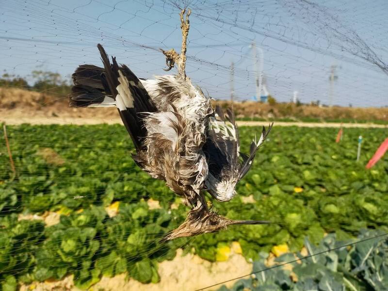 根據金門縣野生動物救援暨保育協會救傷成果報告，金門縣2025年發生多起農田鳥類纏網事件，金門野保協會呼籲，農民如有防鳥需求，可使用貼地網具、較鮮艷鳥網等。圖為被纏網戴勝。（金門縣野生動物救援暨保育協會提供）
