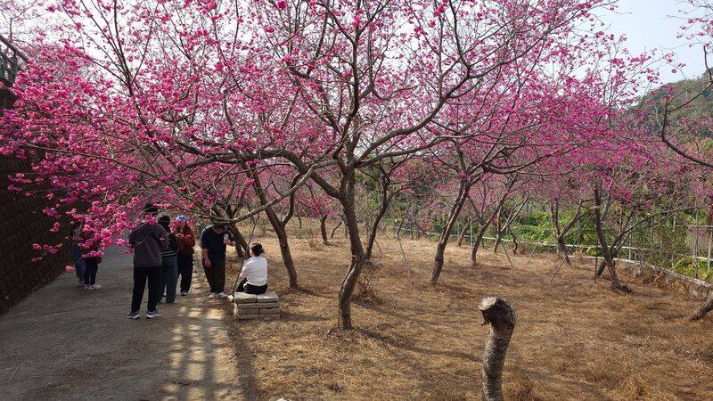 嘉義縣番路鄉半天岩紫雲寺旁一處私人山坡，種植近200株的八重櫻，因受2025年颱風影響，倒了30、40株，2026年春天花況，不如從前，地主補植需待幾年後才能恢復原況。