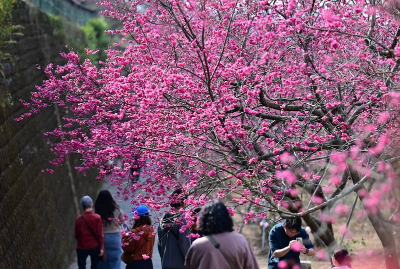 嘉義縣番路鄉半天岩紫雲寺旁一處私人山坡，種植近200株的八重櫻，櫻花主人在5年前開放民眾自由入園參觀，每逢春節前後花開時，總會吸引大批遊客，帶動當地觀光。