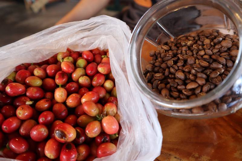 農業部農糧署東區分署輔導花、東咖啡農友取得有機及安全驗證，並導入精品咖啡評鑑制度與專業後製技術，不僅產量上穩定成長，評鑑賽事成績也逐年提升，建立東部咖啡香醇口碑與品牌印象。