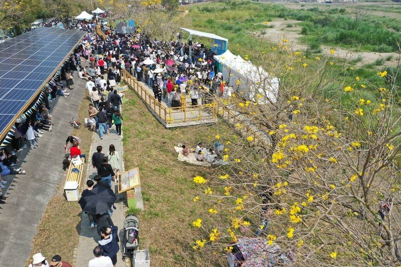 嘉義市八掌溪右岸堤防黃花風鈴木目前花況綻放約1成，市府將於3月7、8日2天舉辦「潮風鈴．黃花瘋音樂市集」，邀民眾前來賞花聽音樂。圖為114年活動情形。（嘉義市府提供）