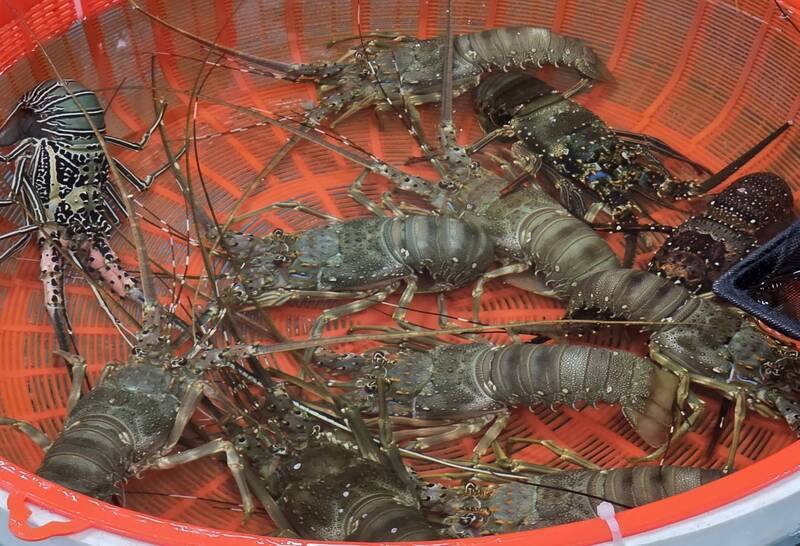 元宵將至，澎湖縣各宮廟的乞龜活動27日起陸續登場，其中興仁懋靈殿還推出乞龍蝦活動，只要擲出3聖筊，就可獲得一隻價值千元的活龍蝦。