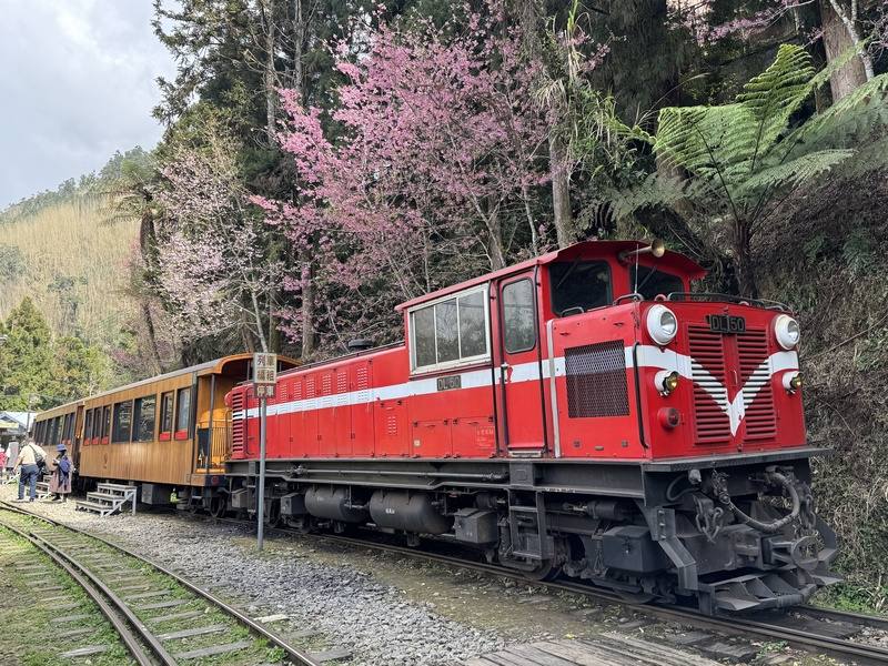 The "Formosensis" of the Alishan Forest Railway takes passengers to a stop with blooming cherry blossoms. CNA photo March 2, 2026