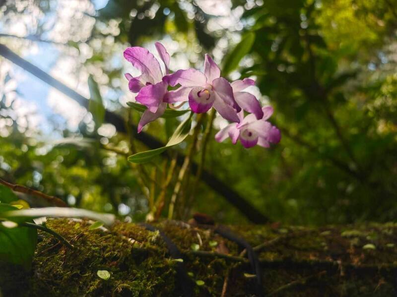 櫻石斛為蘭科石斛蘭屬植物，為原生稀有珍貴蘭花，通常附著生長於低海拔1000公尺原始闊葉林的樹幹上，野生數量不到200株，農業部生物多樣性研究所將野外採集的櫻石斛果莢進行無菌播種，2023回種到原生地復育，觀測存活率約7成。（生多所提供）